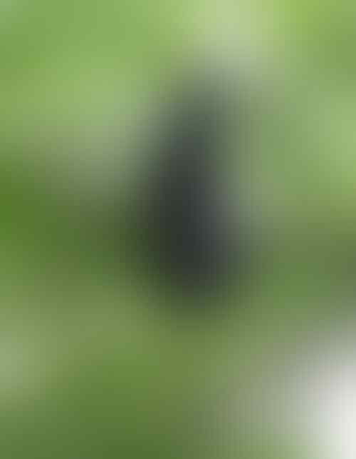 Yakin Pernah Liat 'Burung' yang Ini Gan? Yuk Intip!