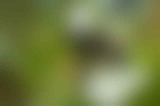 Yakin Pernah Liat 'Burung' yang Ini Gan? Yuk Intip!