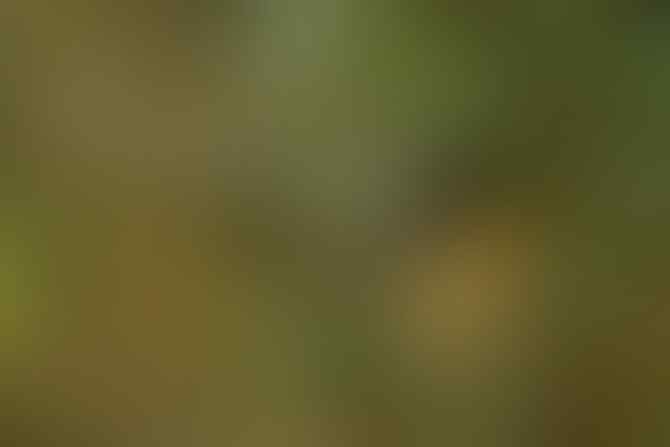 Yakin Pernah Liat 'Burung' yang Ini Gan? Yuk Intip!
