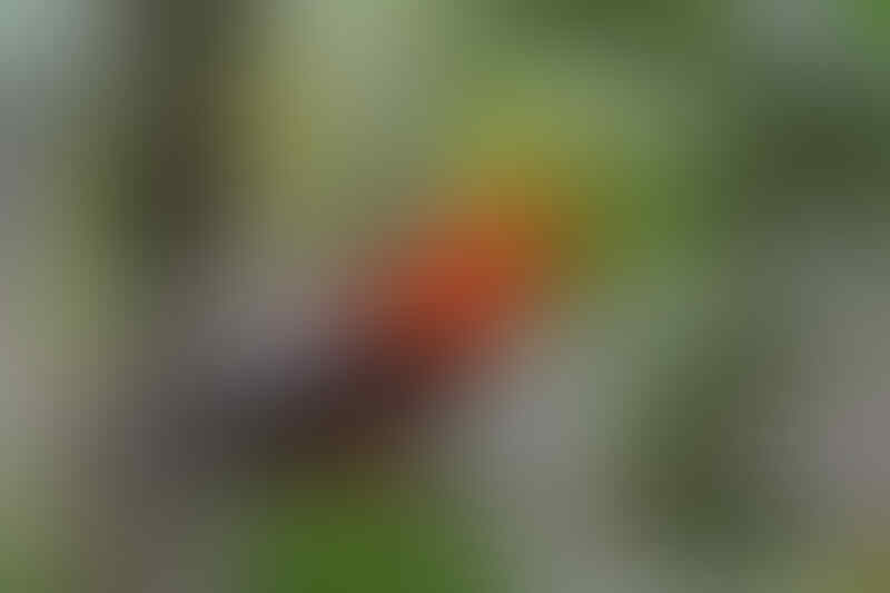 Yakin Pernah Liat 'Burung' yang Ini Gan? Yuk Intip!