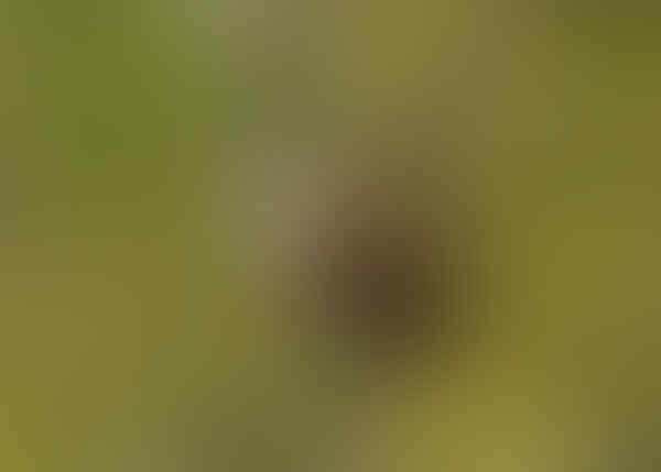 Yakin Pernah Liat 'Burung' yang Ini Gan? Yuk Intip!
