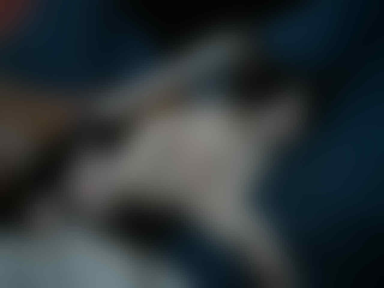 Hibah kitten (anak kucing) kampung, jantan, lucu, hitam-putih - ane kasi gratis