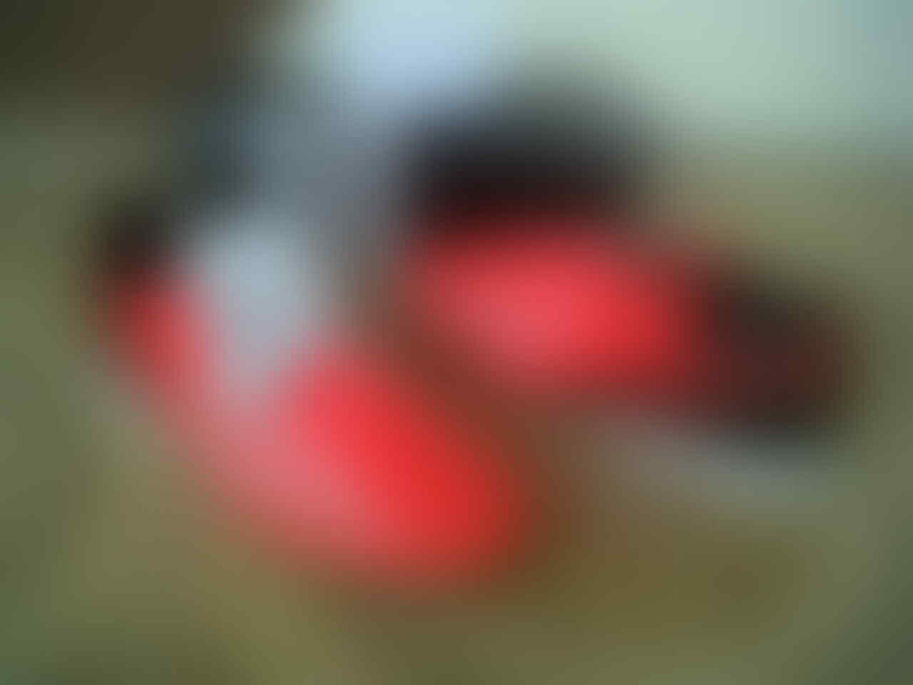 Jual Sepatu Futsal Adidas F10 ORIGINAL