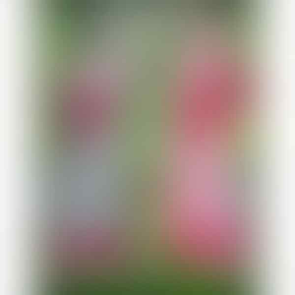 Dress Murah (masuk sista!!)