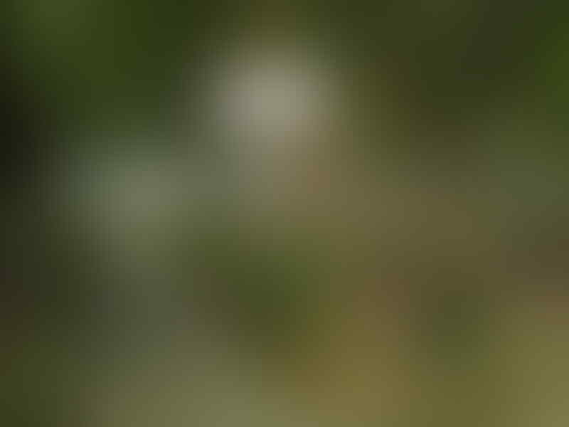 kaskus-image