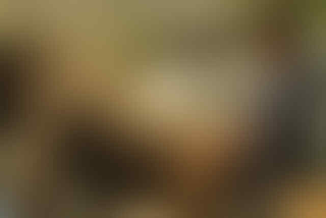 kekonyolan berbau porno