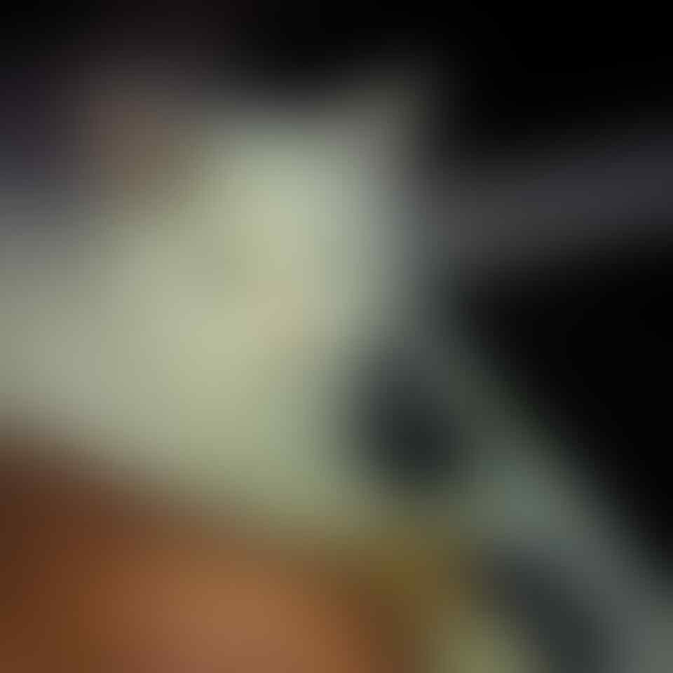 anak kucing kitten persia medium jantan white solid, depok