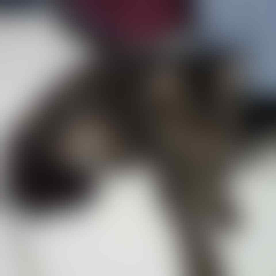 semi hibah kucing persia jantan birahi