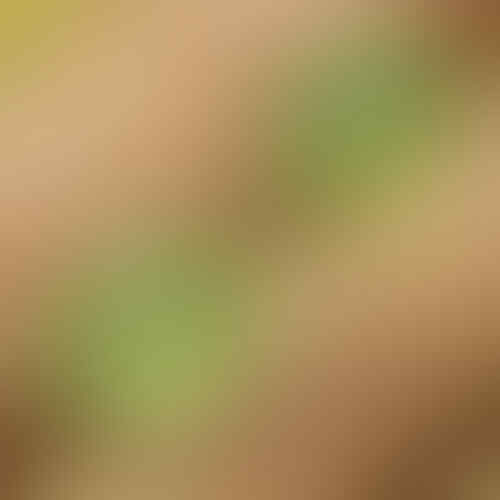 LELANG 131 CLS SENIN TGL 25 JAM 22.00 WKT KASKUS