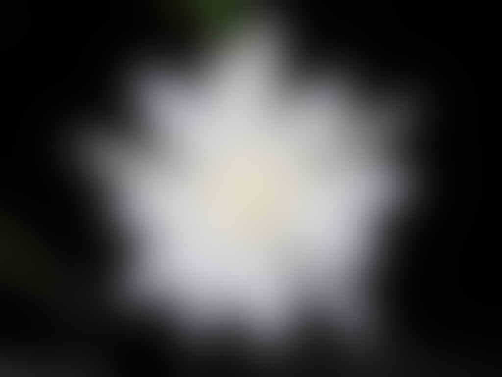 Unduh 8000 Wallpaper Bunga Wijaya Kusuma HD Gratis Unduh 8000 Wallpaper Bunga Wijaya Kusuma HD Gratis