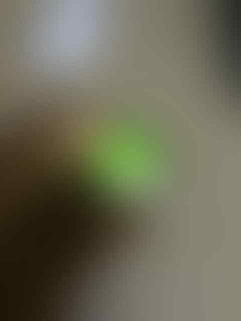 Lelang Rough Bacan End Malam ini jam 23.00