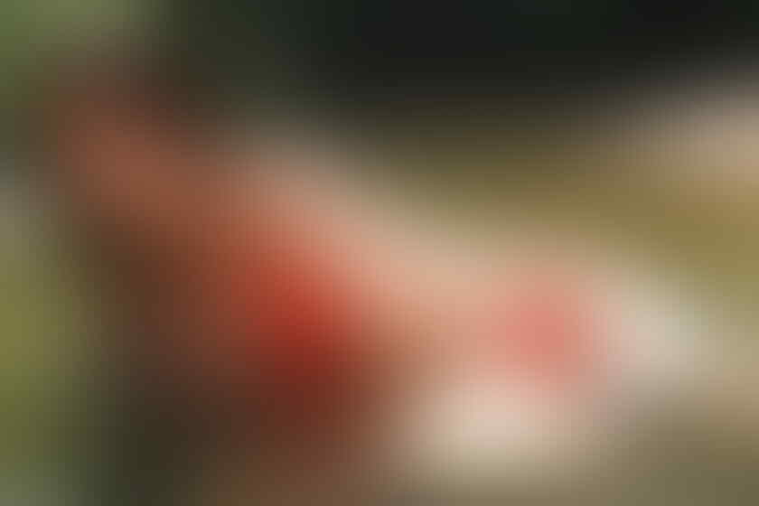 WTF.. berita porno jadi top trit BP