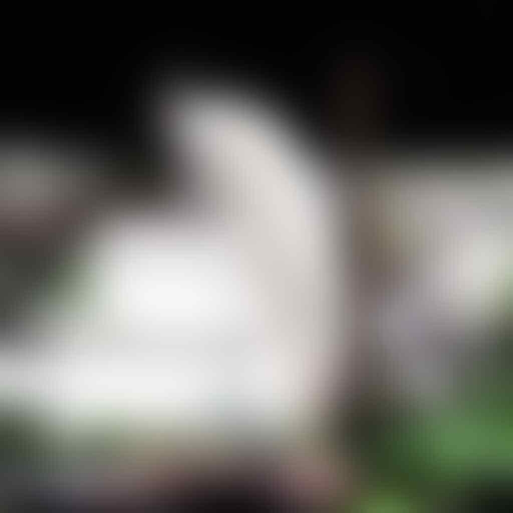 Beberapa Hewan langka Berwarna Putih