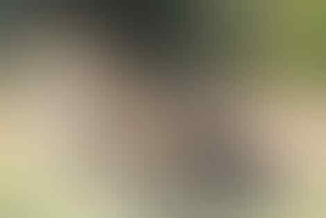 10 Hasil rekayasa genetika yang luar biasa