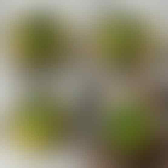 LELANG SPESIAL MENYAMBUT TAHUN BARU. CLSD 1 JAN 2017 21.00
