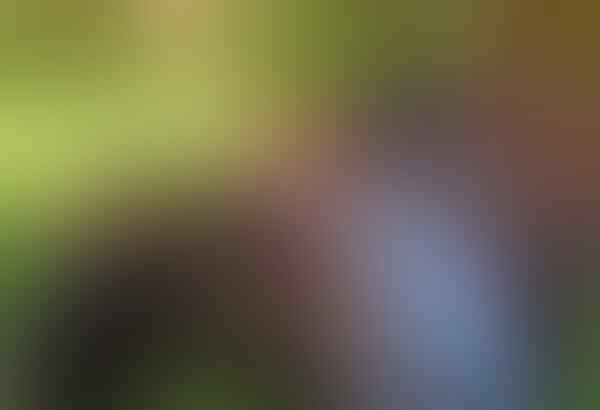 Pengen terbebas dari stres, orang-orang di sini berpelukan dengan sapi