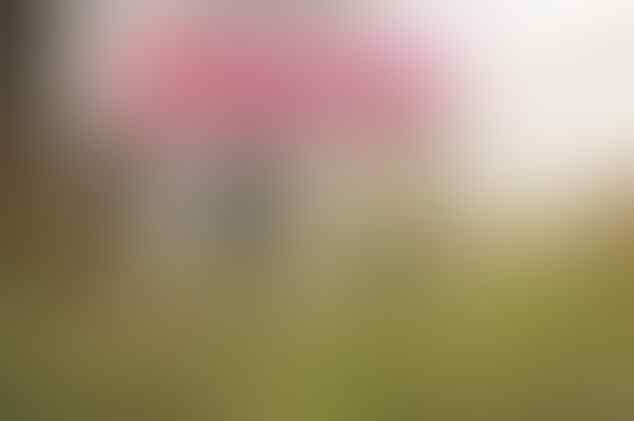 Kepunahan Masal - Bukan Masalah Ratusan Tahun tapi 3-4 Tahun ke depan. :shok