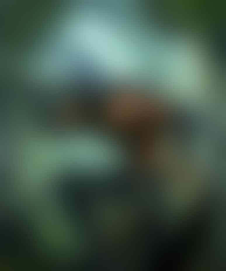 kaskus-image