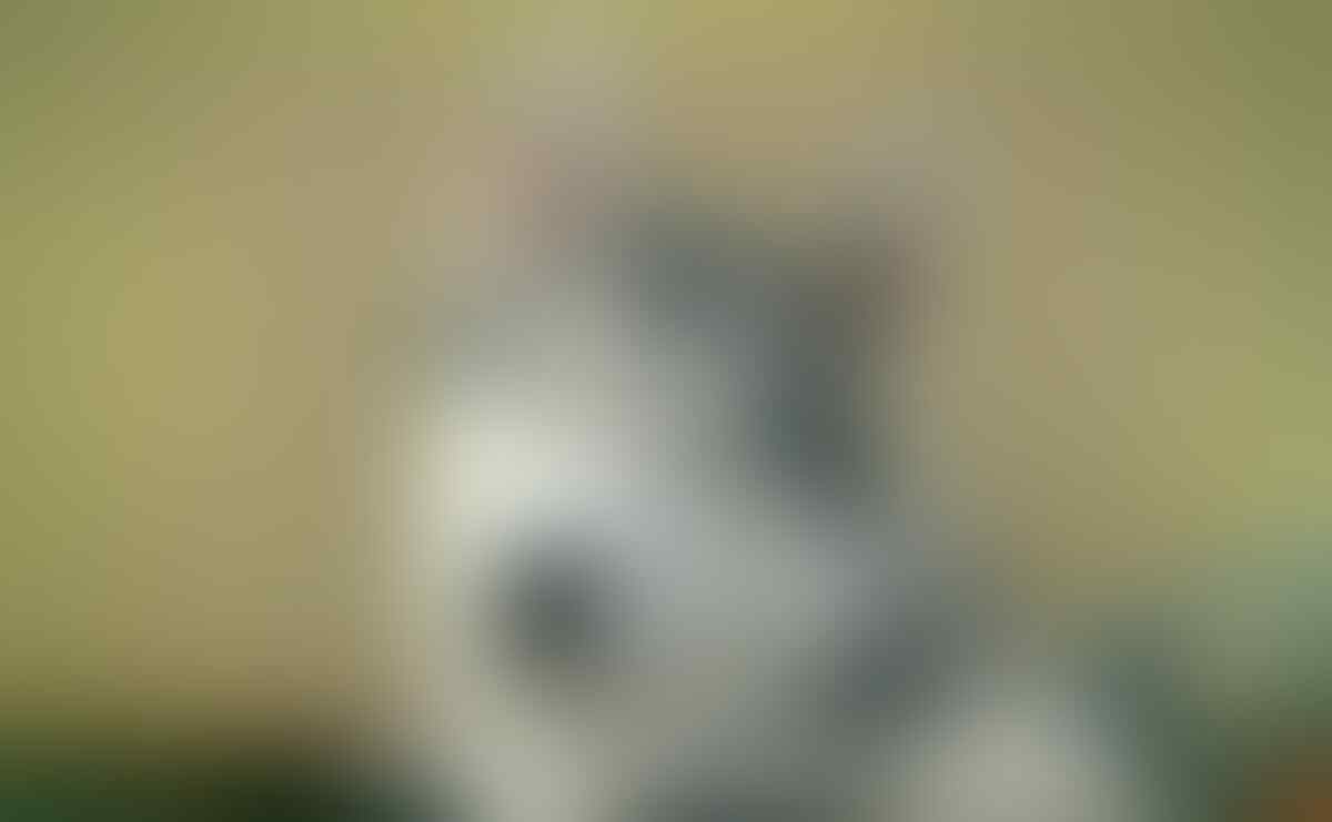 Meme Anjing Yang Sedang Marak Di Media Sosial KASKUS