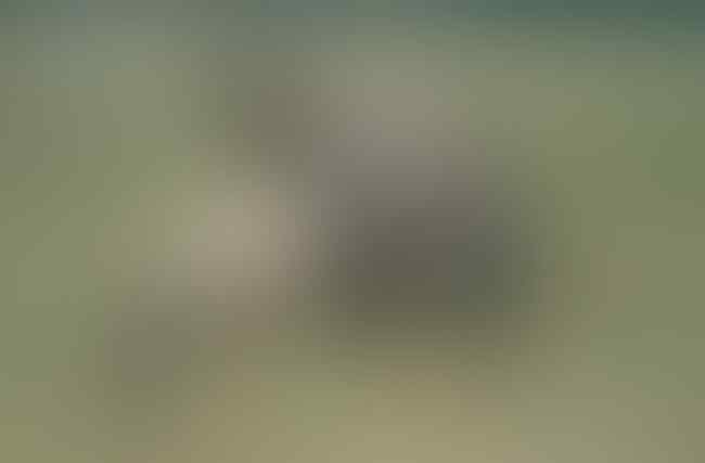 Fakta Hewan Antelope yang Bikin Salman Khan di Penjara