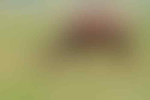 Fakta Hewan Antelope yang Bikin Salman Khan di Penjara