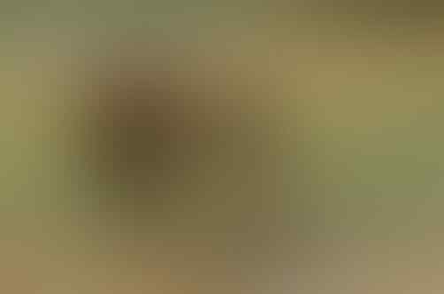 Fakta Hewan Antelope yang Bikin Salman Khan di Penjara