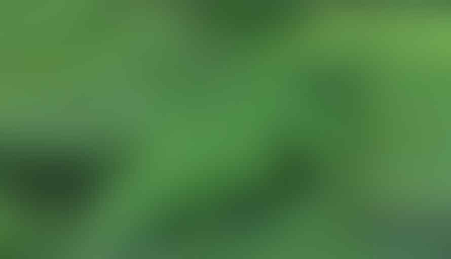 Daun-daun Yang Diyakini Punya Kekuatan Mistis