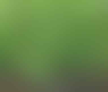 Daun-daun Yang Diyakini Punya Kekuatan Mistis