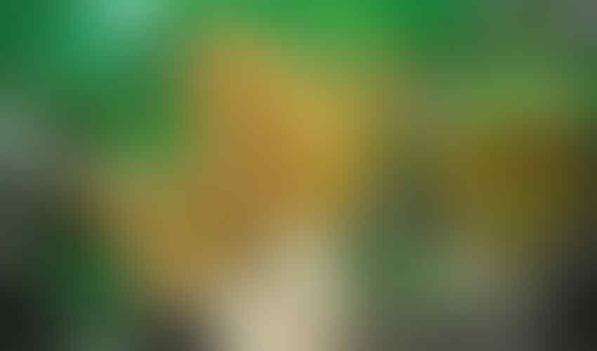 Tiga Bahan Makan Mentah ini Punya Harga Yang Sangat Fantastis Loh