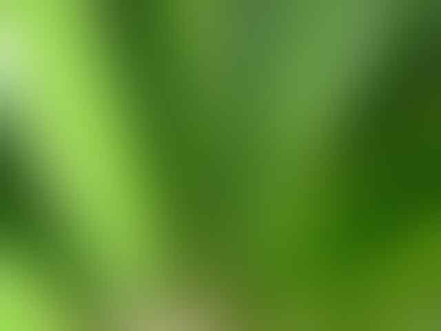 Daun-daun Yang Diyakini Punya Kekuatan Mistis