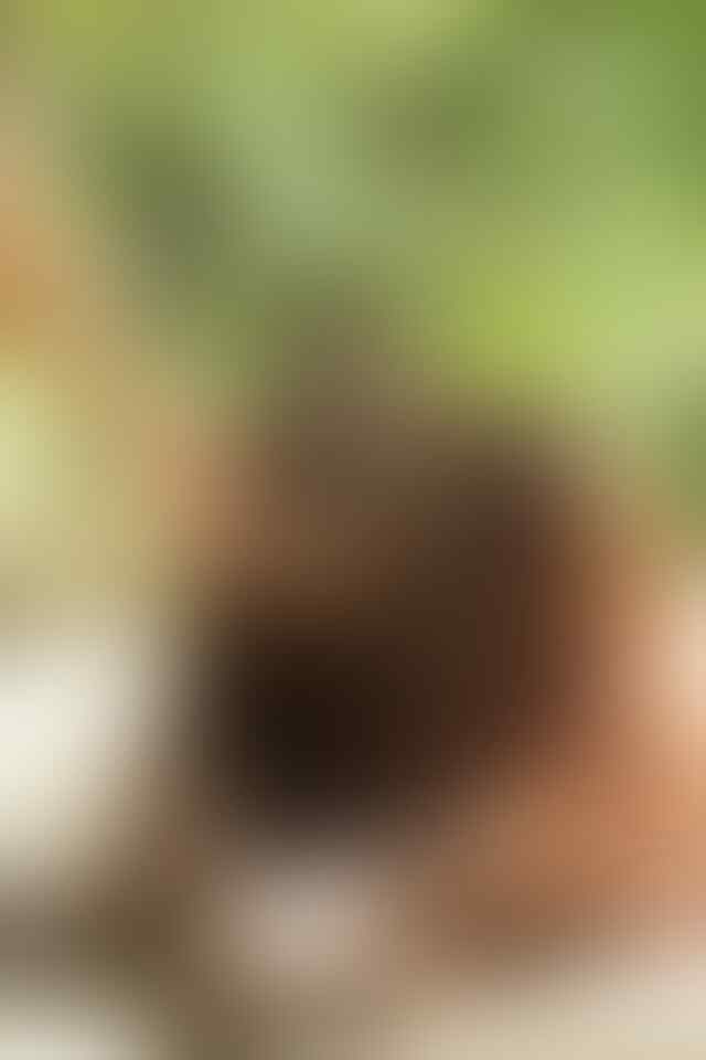 Serasa Hutan Beneran! Ini dia Elephant Park Lombok.