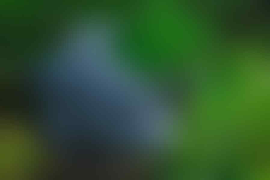 JENIS JENIS BUAYA YANG ADA DI INDONESIA