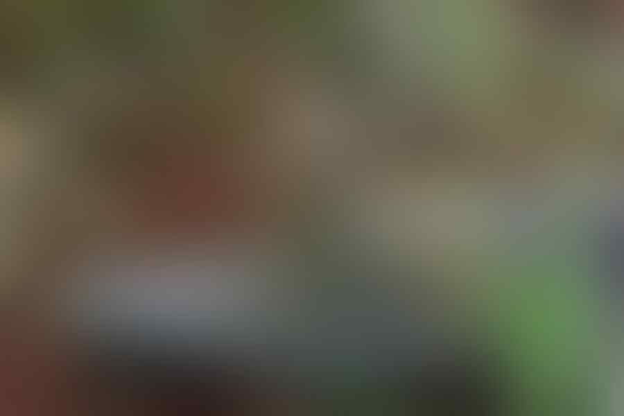 JENIS JENIS BUAYA YANG ADA DI INDONESIA