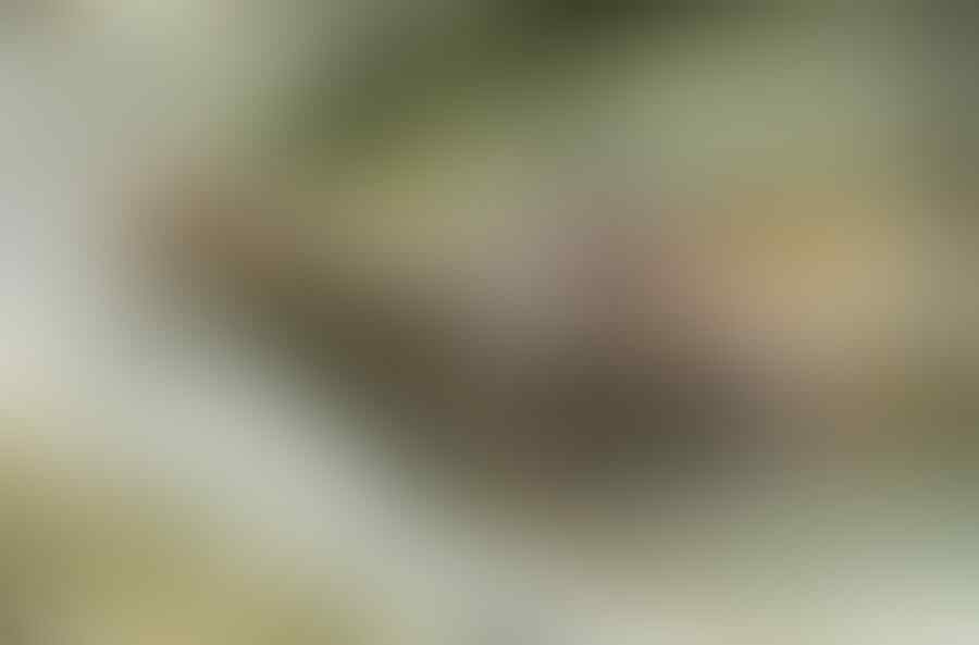 JENIS JENIS BUAYA YANG ADA DI INDONESIA