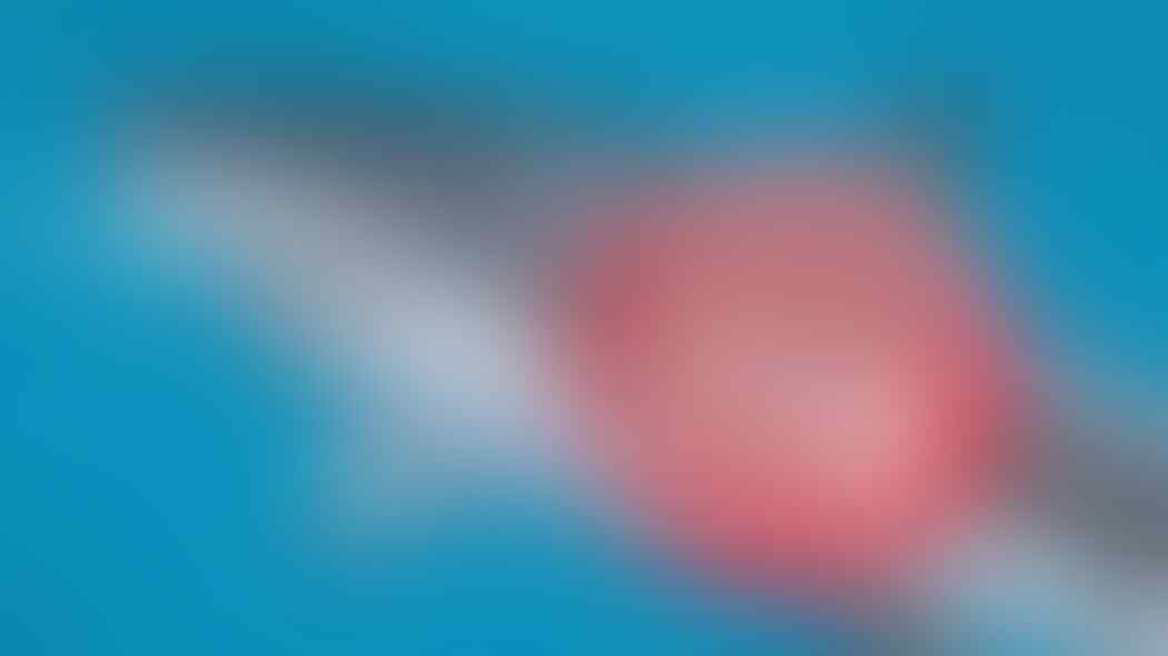 Kenapa Kita Tidak Pernah Melihat Hiu Putih di Akuarium? Ternyata Alasannya
