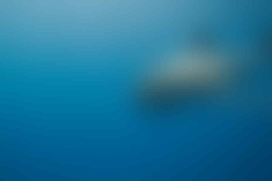Kenapa Kita Tidak Pernah Melihat Hiu Putih di Akuarium? Ternyata Alasannya