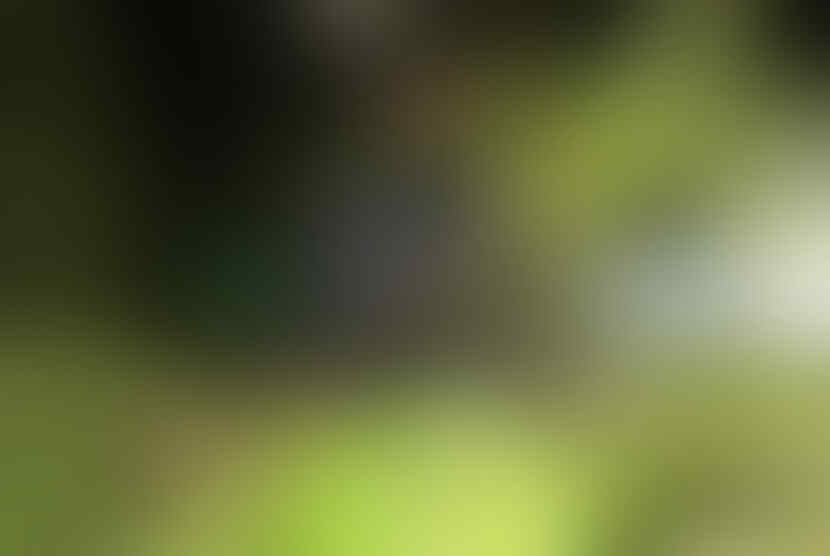 Mengenal Sejarah Ketupat, Hidangan Yang Wajib Ada Pada Saat Lebaran