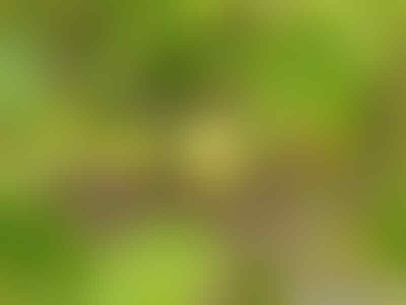 Jika Sobat Melihat Pohon Ini,Jangan Pernah Menyentuhnya!