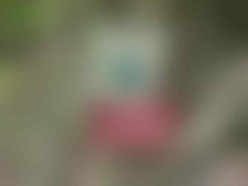 Jika Sobat Melihat Pohon Ini,Jangan Pernah Menyentuhnya!