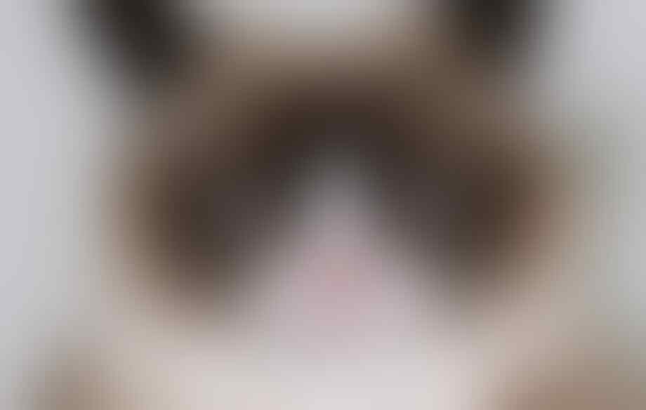 7 Hal Yang Dibenci Kucing Dari Majikannya, Pecinta Kucing Masuk!