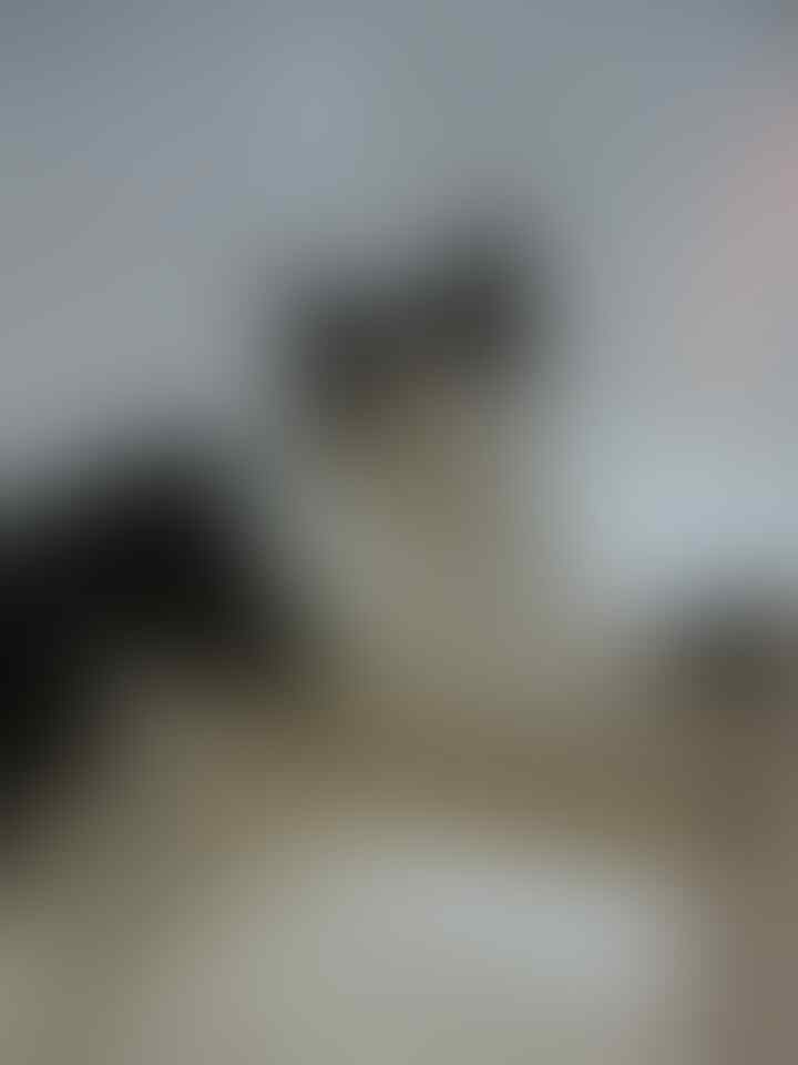 7 Hal Yang Dibenci Kucing Dari Majikannya, Pecinta Kucing Masuk!