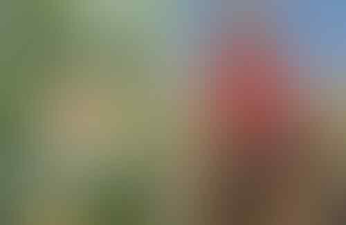 TIPS & TRICK PHOTOGRAPHY | Membuat Foto Bokeh di Kamera Smartphone #AslinyaLo