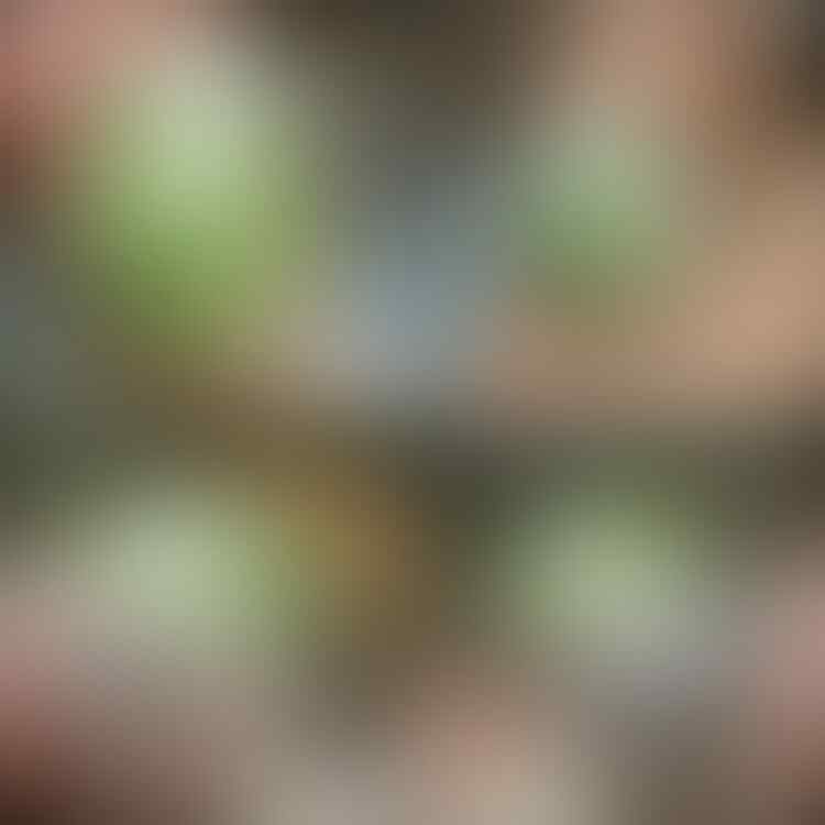 LELANG #418= 30pcs SINGKAT! CLOSE MINGGU 03/05 @22:12