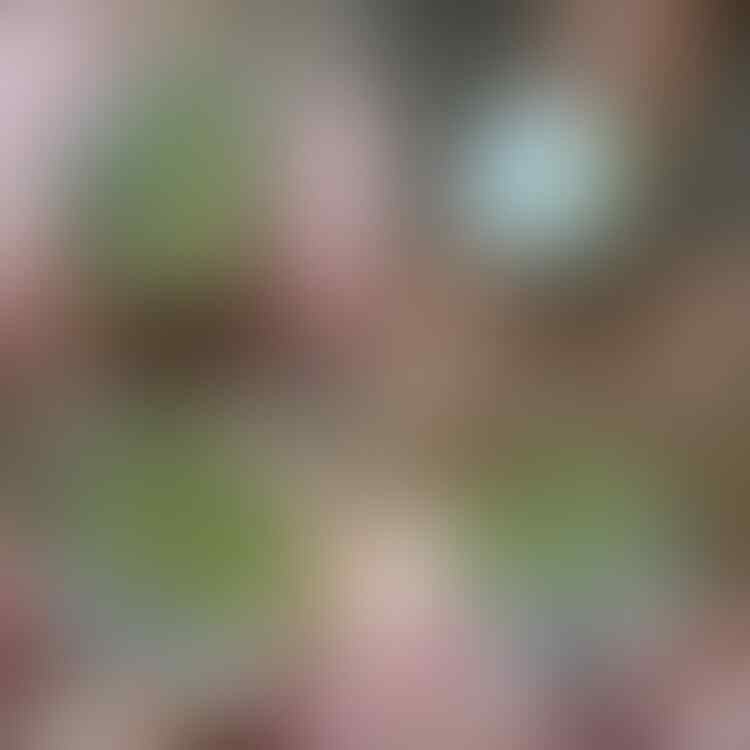 LELANG #528 = 41pcs SINGKAT!! CLOSE MINGGU 18/07 @22:12