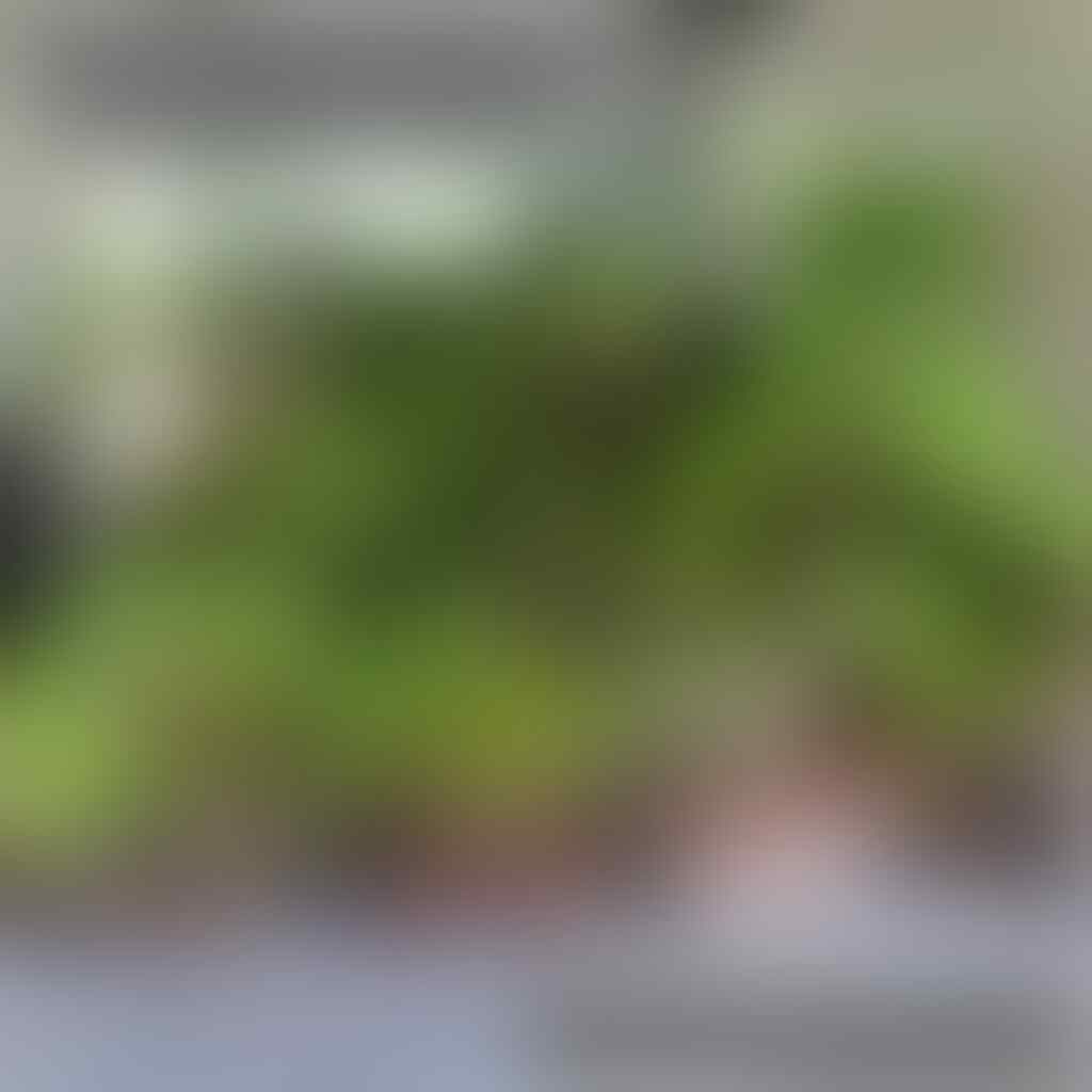LANGSUNG DARI KEBUN WA 0812-8136-5892 Toko Bonsai Terdekat Tanjungsari Bogor