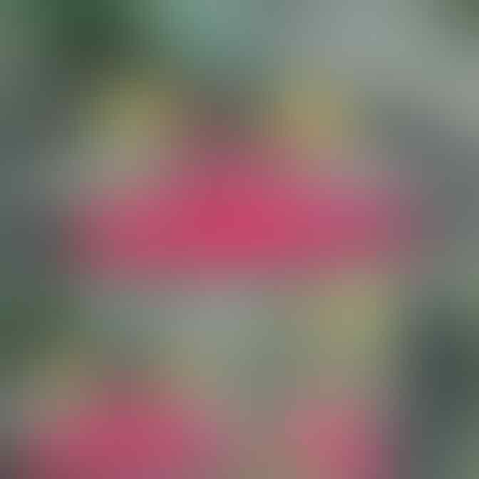 kaskus-image