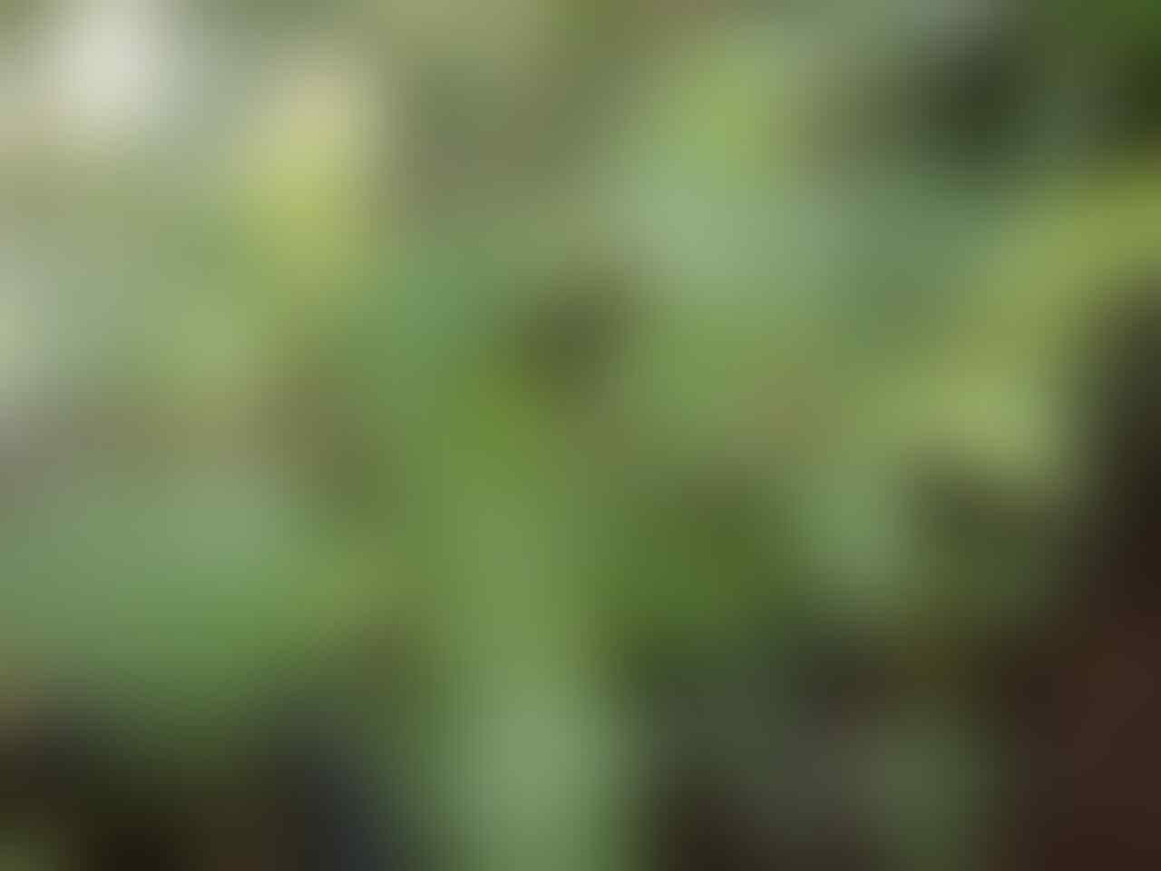 kaskus-image