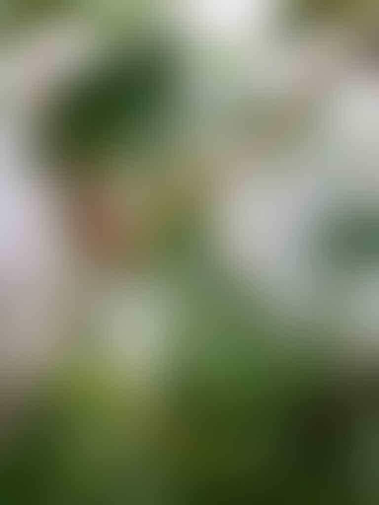 kaskus-image