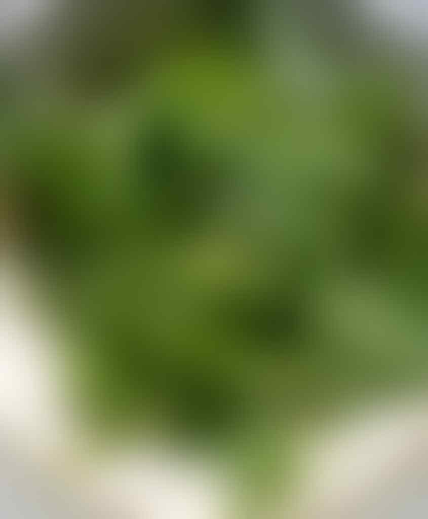 kaskus-image