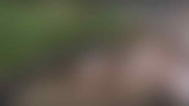 Apakah Manusia Bisa Lolos Dari Kejaran Piton?